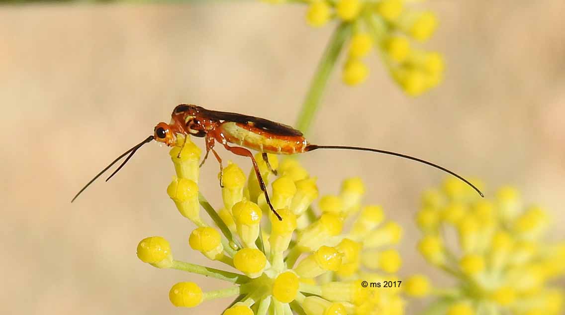 Braconidae: genere non determinato e Glyptomorpha pectoralis.